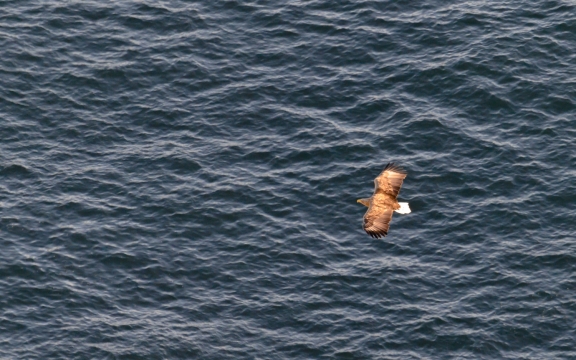 Nikon Z6 - 400mm - F/9 - 1/1000s - Location: Runde, Norway