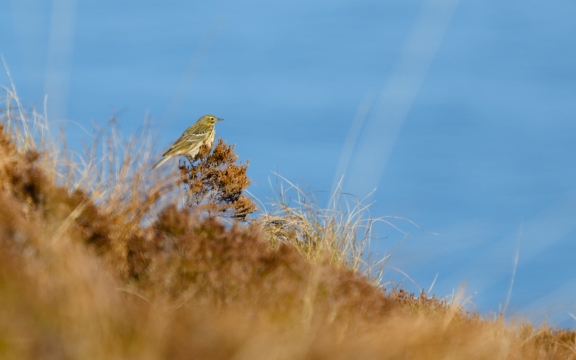 Nikon Z6 - 400mm  - F/5.6 - 1/1000s - Location: Runde, Norway