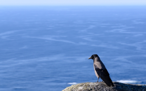 Nikon Z6 - 140mm - F/9 - 1/1000s - Location: Runde, Norway