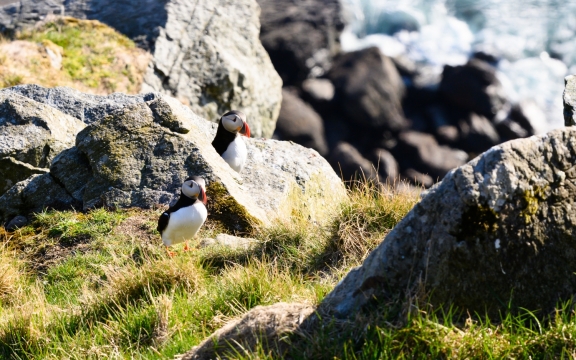 Nikon Z6 - 190mm - F/9 - 1/1000s - Location:  Runde, Norway