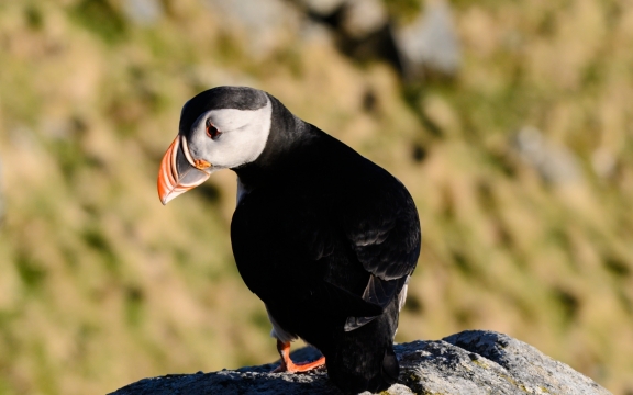 Nikon Z6 - 140mm - F/9 - 1/1000s - Location: Runde, Norway